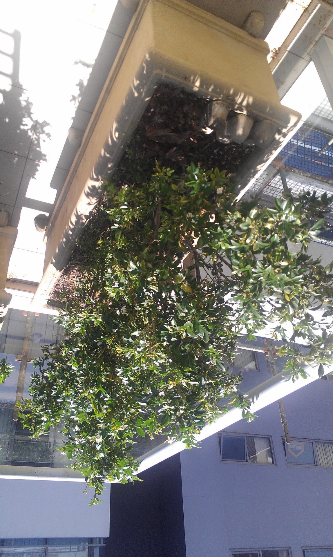 A Suitcase - Slac RuRu