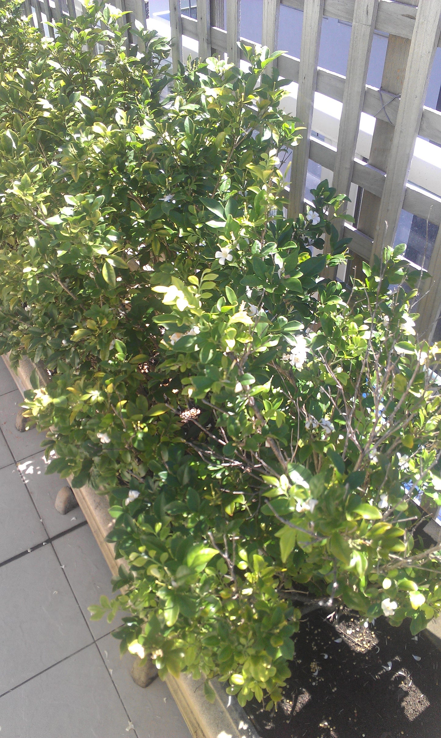 A Suitcase - Slac RuRu